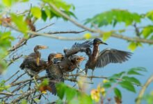 call abandonment performance metrics