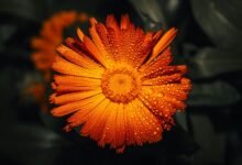 call disconnection comparison metrics