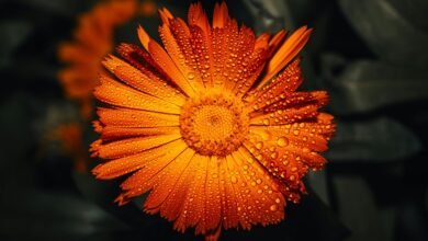 call disconnection comparison metrics