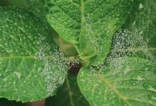 call drop analysis report