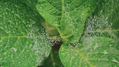 call drop analysis report