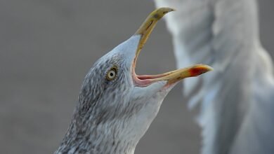 dropped calls in low coverage