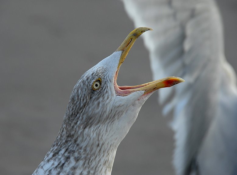 dropped calls in low coverage