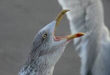 missed call patterns analysis