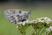 successful callback attempt patterns