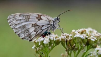 successful callback attempt patterns