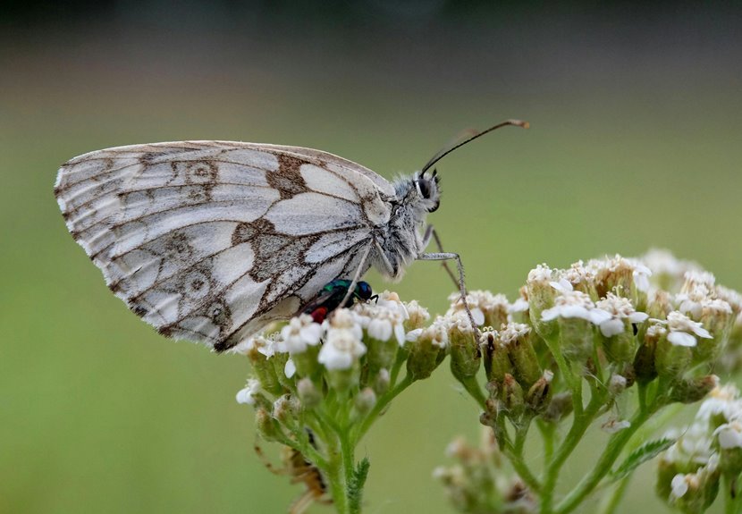 successful callback attempt patterns