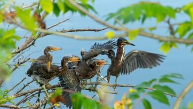 user segment call attempts