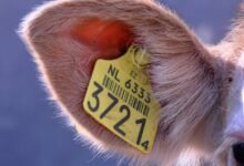 caller tracking regulation risk