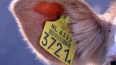 fraud detection regulation network